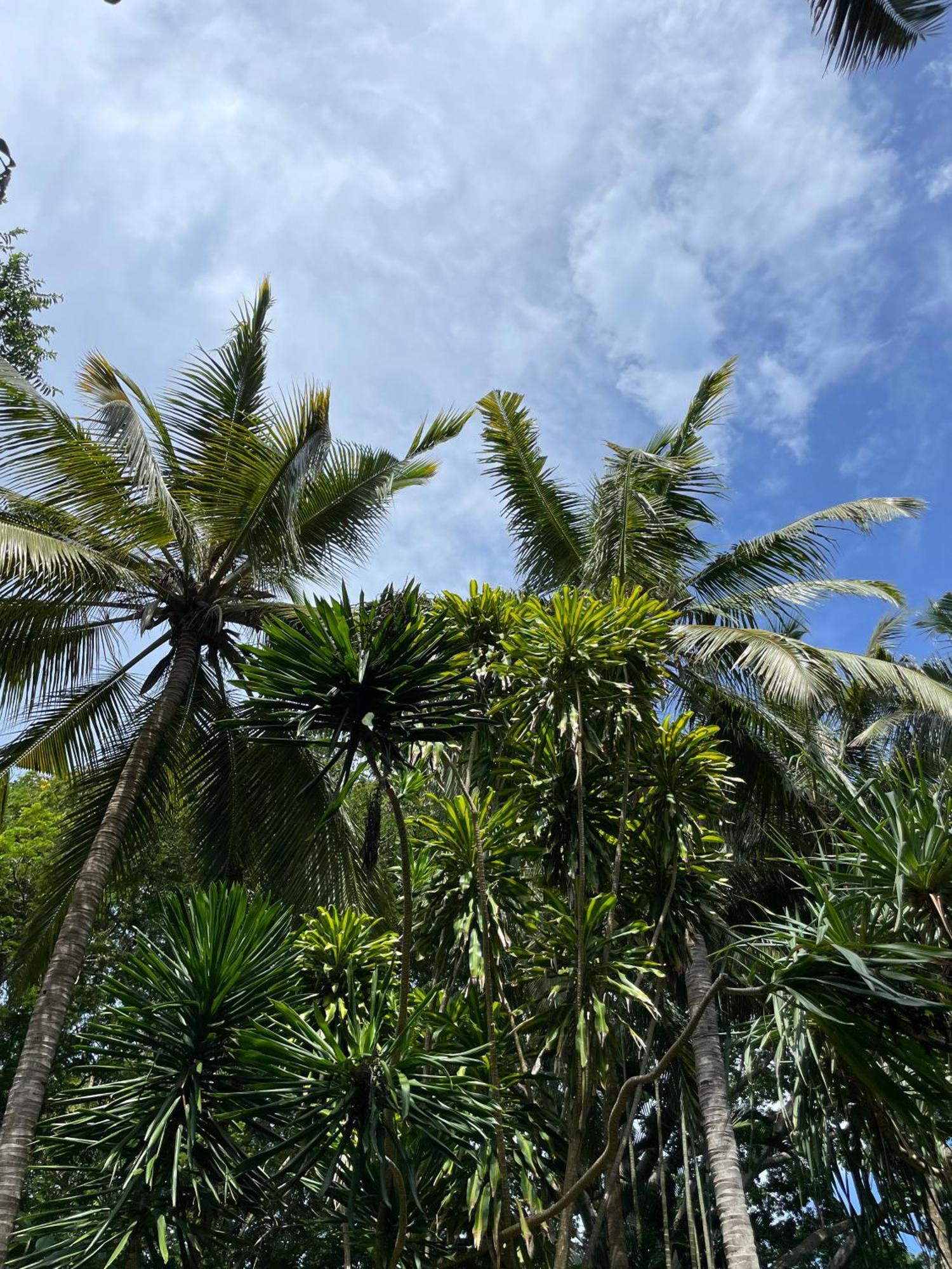 Mbweni Ruins & Gardens Previously Jungle Paradise Zanzibar Exterior photo