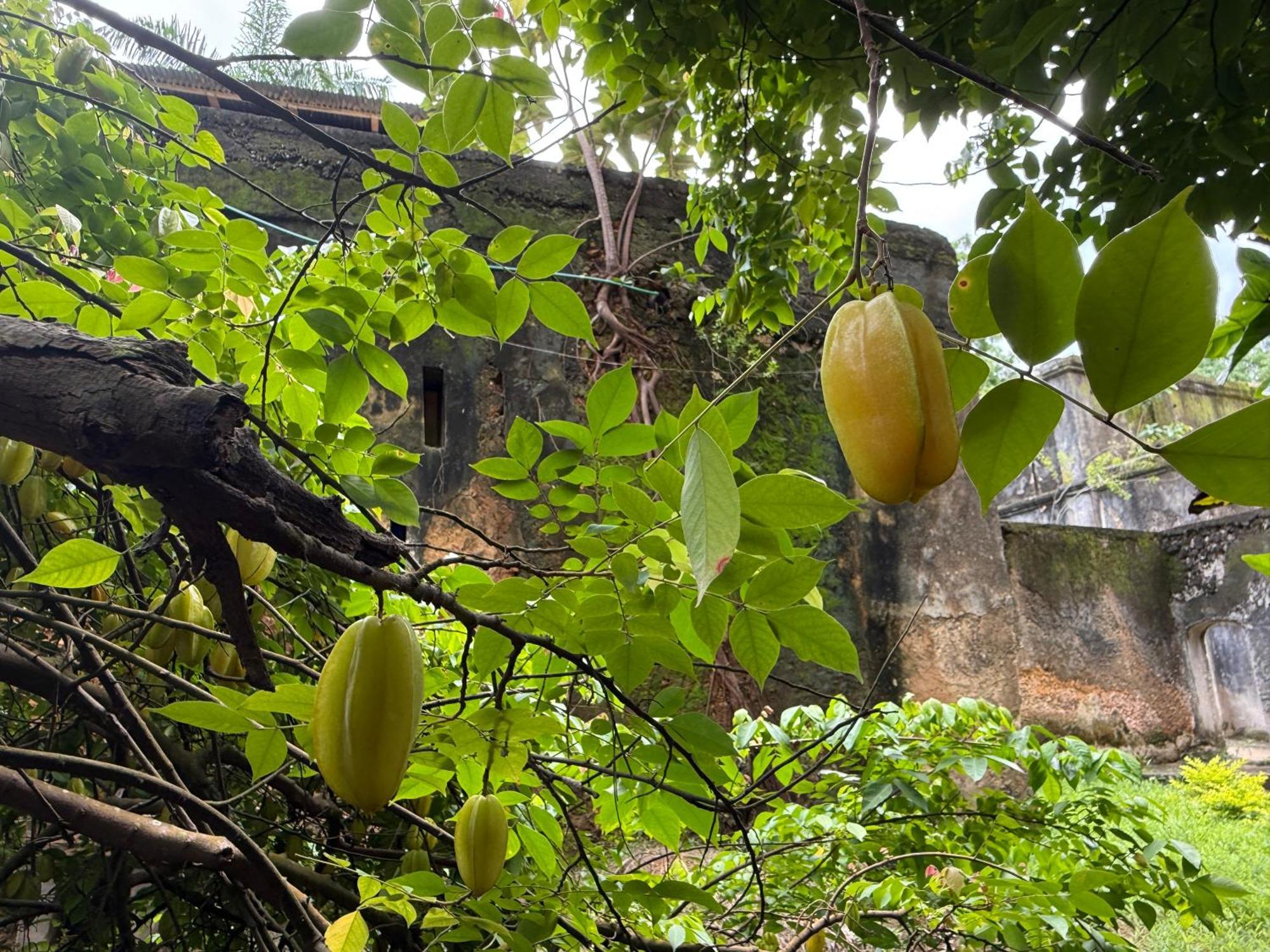 Mbweni Ruins & Gardens Previously Jungle Paradise Zanzibar Exterior photo